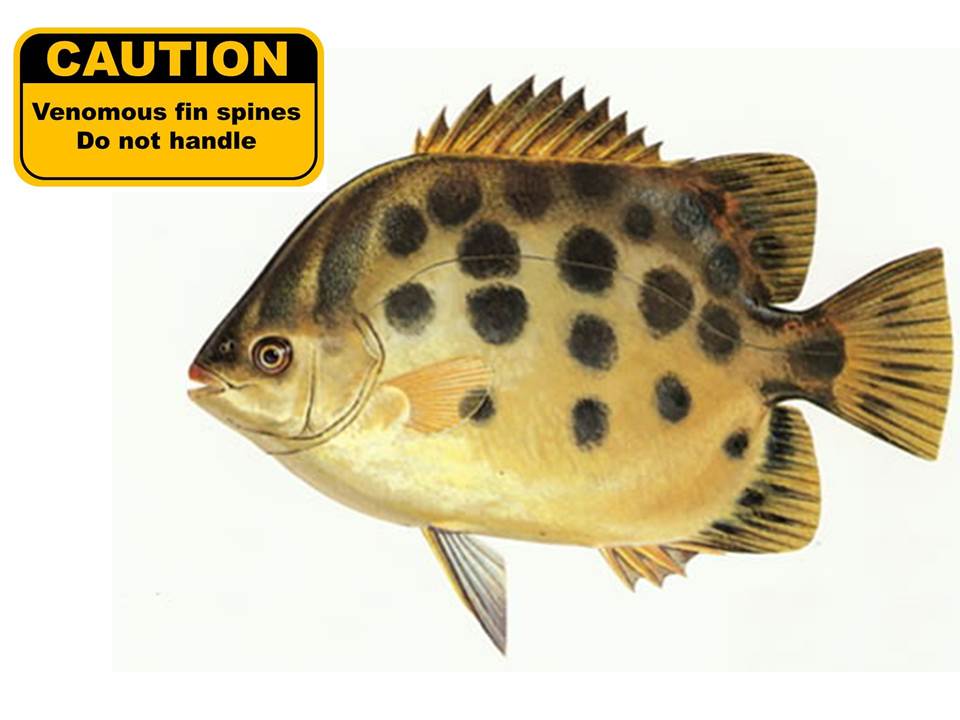 taxo4254 - Scatophagus argus